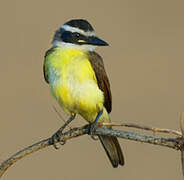 Great Kiskadee