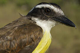 Great Kiskadee