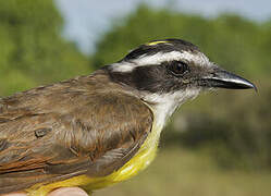 Great Kiskadee