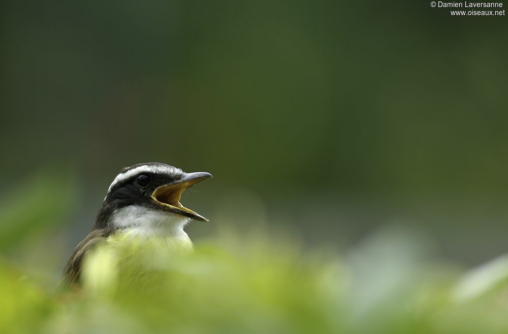 Great Kiskadee