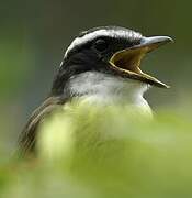 Great Kiskadee