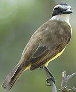 Great Kiskadee