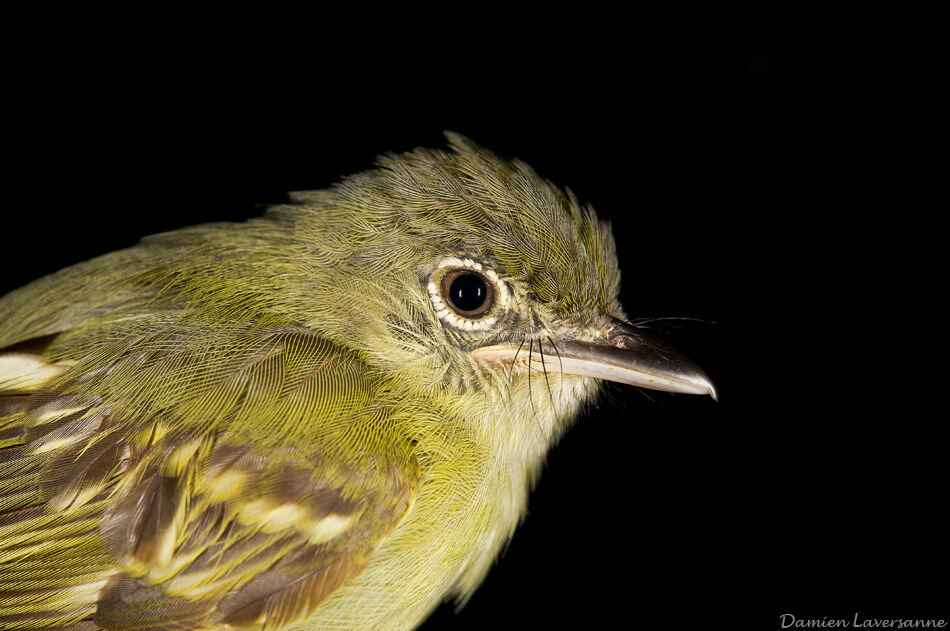 Yellow-margined Flatbill