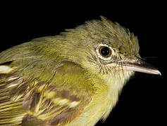 Yellow-margined Flatbill