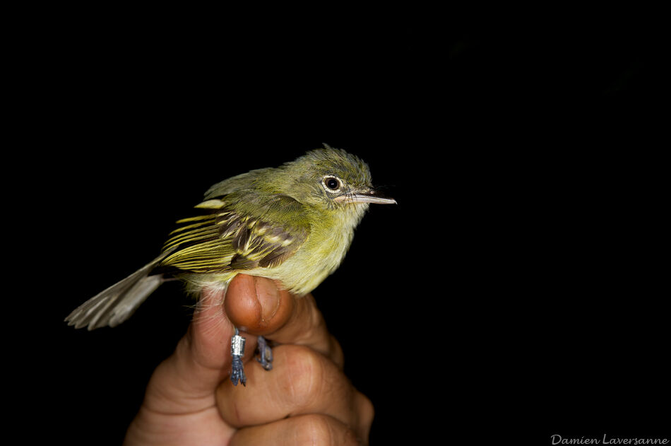 Yellow-margined Flatbill