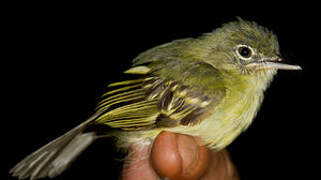 Yellow-margined Flatbill