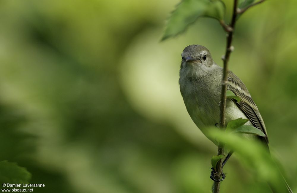 Mouse-colored Tyrannulet