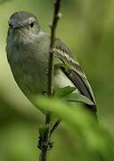 Southern Mouse-colored Tyrannulet