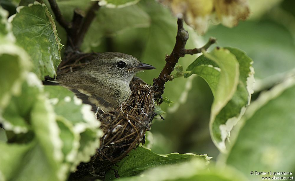 Southern Mouse-colored Tyrannulet