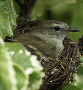 Southern Mouse-colored Tyrannulet