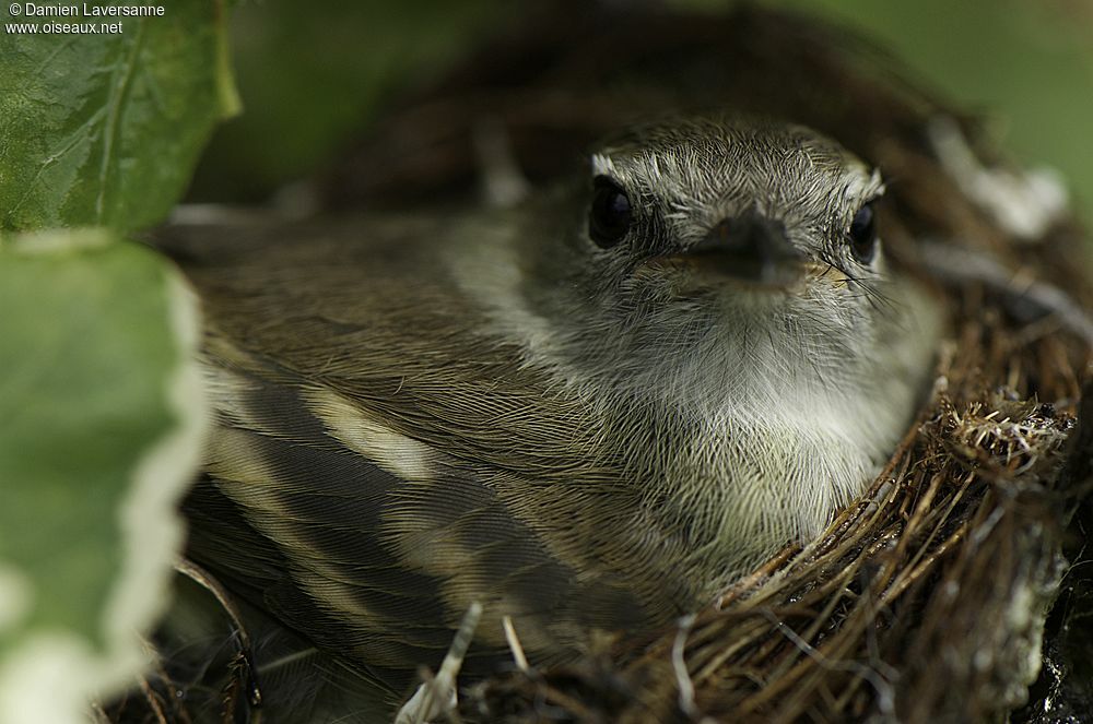 Mouse-colored Tyrannulet