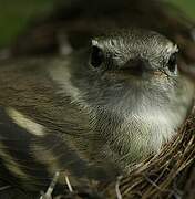 Mouse-colored Tyrannulet