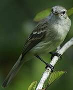 Mouse-colored Tyrannulet