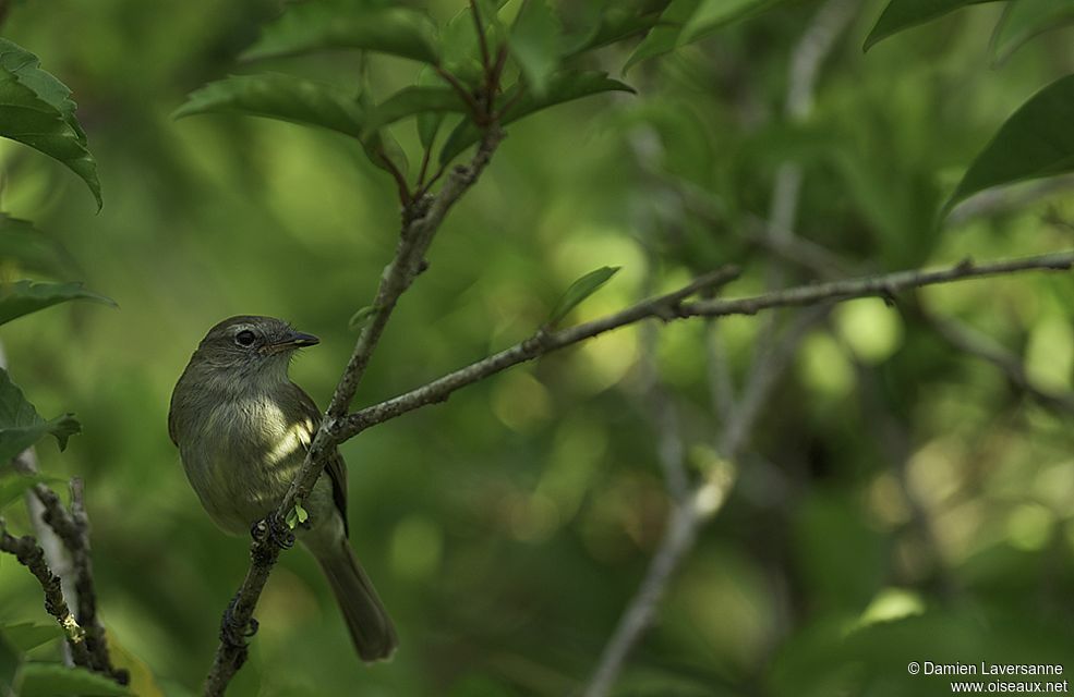 Mouse-colored Tyrannulet