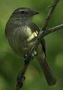 Southern Mouse-colored Tyrannulet