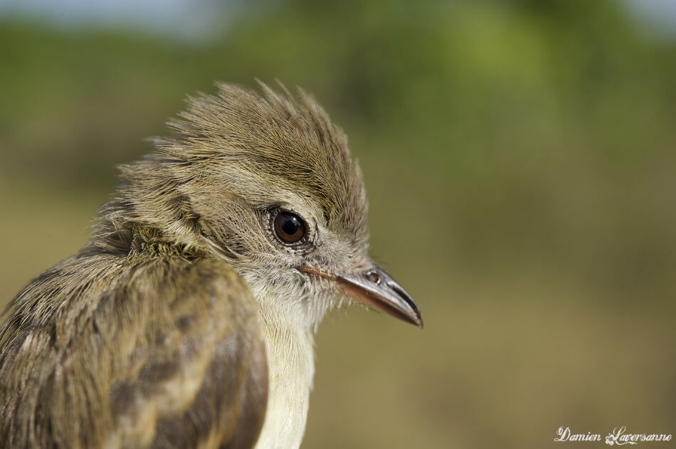 Mouse-colored Tyrannulet