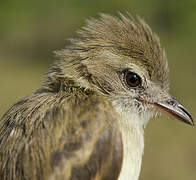 Mouse-colored Tyrannulet