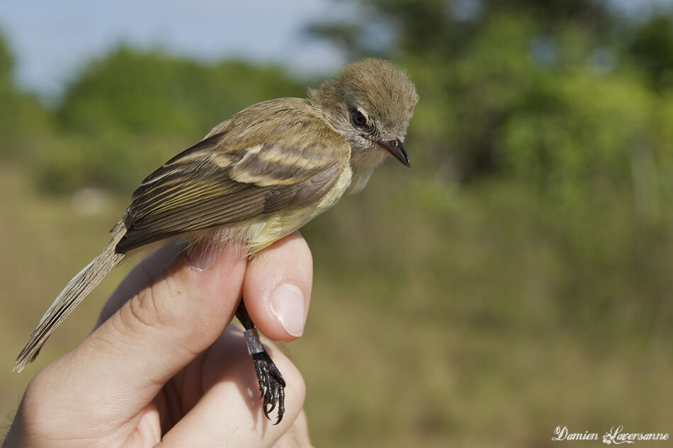 Mouse-colored Tyrannulet