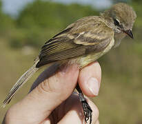 Southern Mouse-colored Tyrannulet