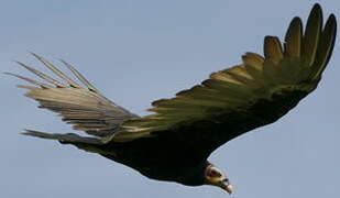 Lesser Yellow-headed Vulture