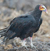 Lesser Yellow-headed Vulture