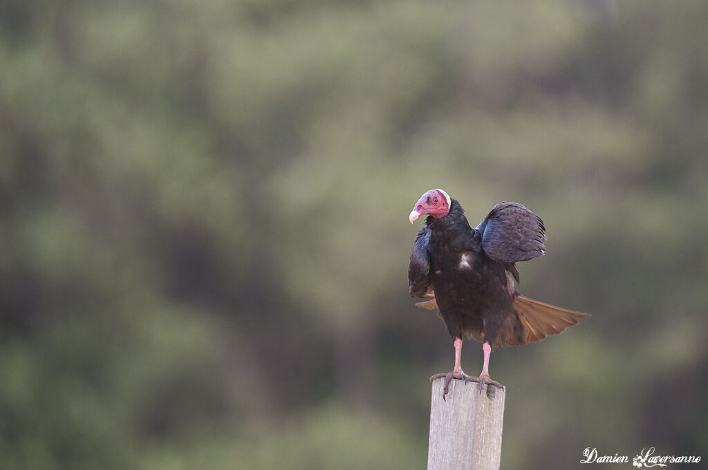 Turkey Vulture