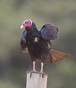 Turkey Vulture