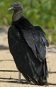 Black Vulture