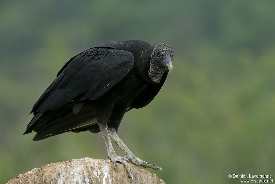 Black Vulture