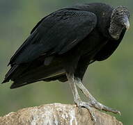 Black Vulture