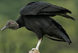 Black Vulture