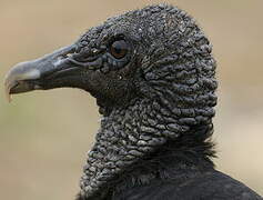 Black Vulture