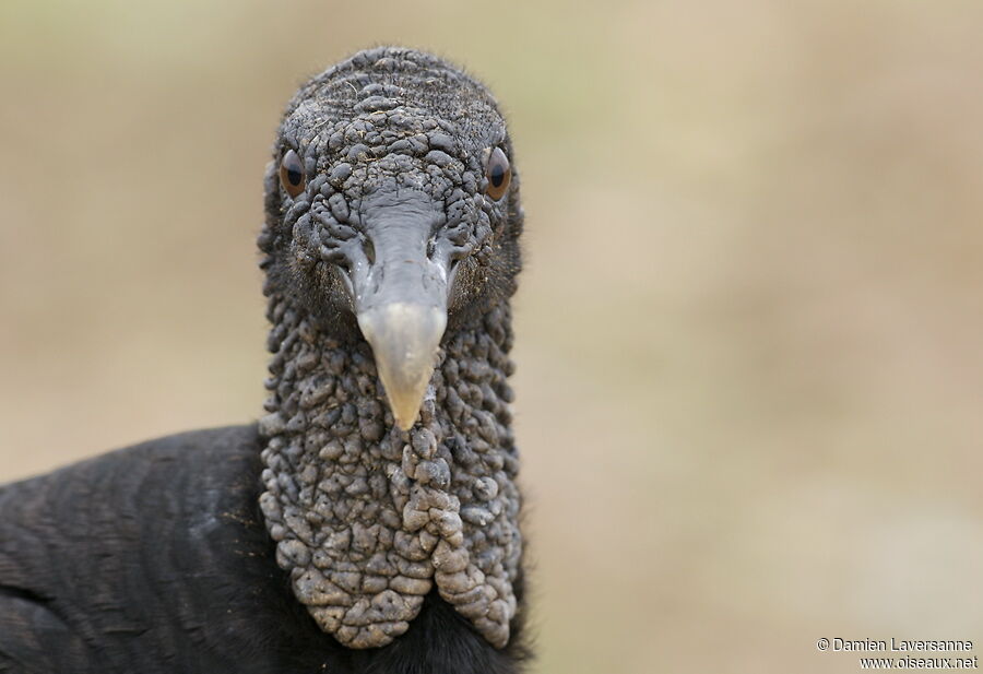 Black Vulture