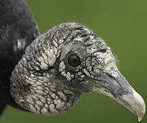 Black Vulture