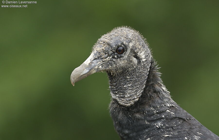 Black Vulture