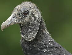 Black Vulture