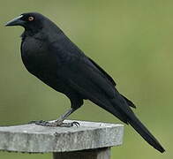 Giant Cowbird