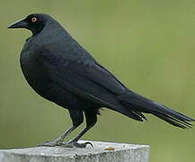 Giant Cowbird