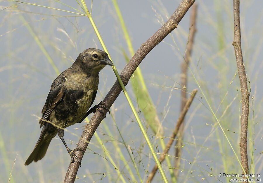 Shiny Cowbird male immature