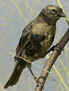 Shiny Cowbird