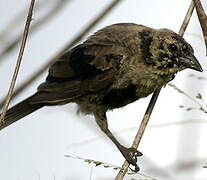 Shiny Cowbird