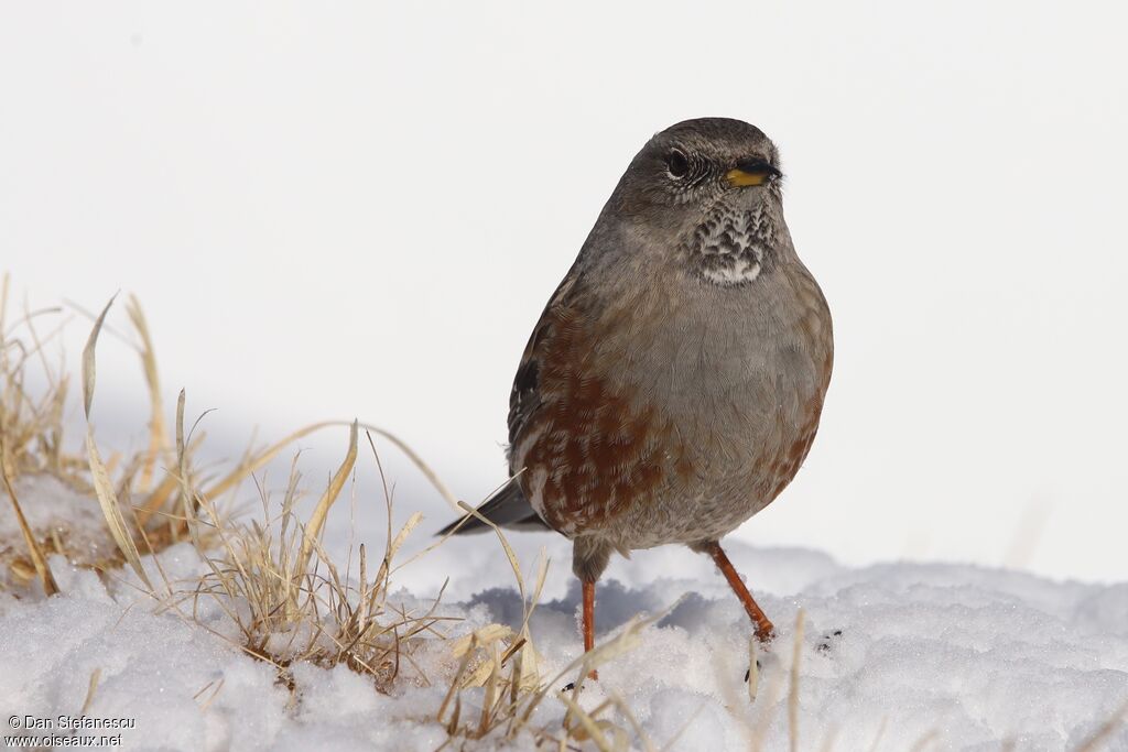 Alpine Accentor