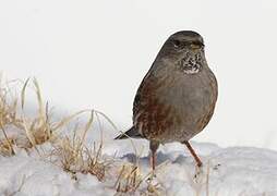 Alpine Accentor