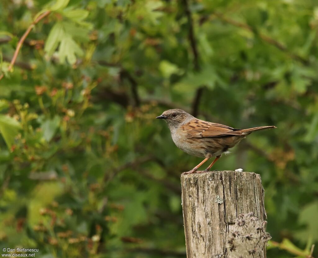 Dunnock