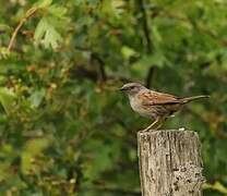 Dunnock