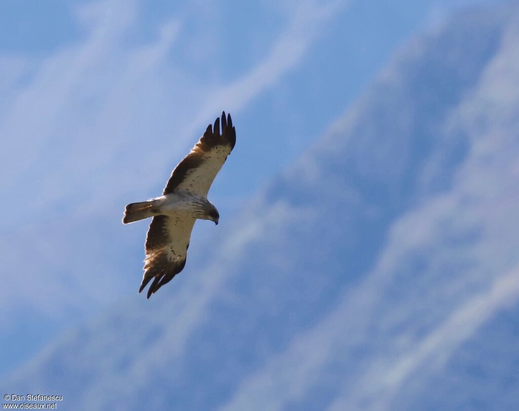 Aigle bottéadulte, Vol