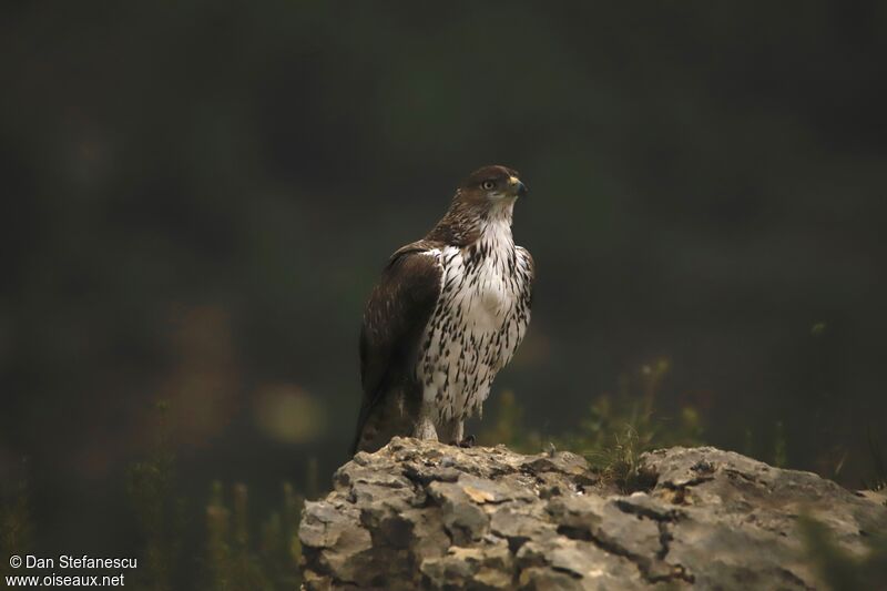 Bonelli's Eagle male adult