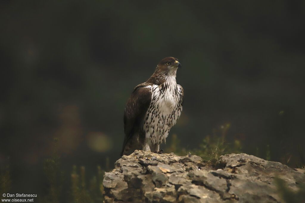 Bonelli's Eagle male adult