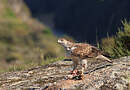 Aigle de Bonelli