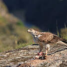 Aigle de Bonelli
